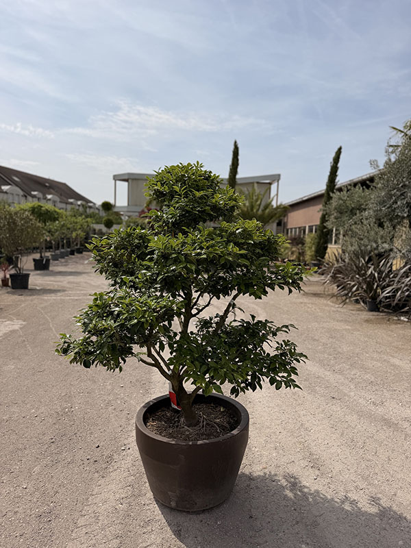 camelia-automne-bonsai