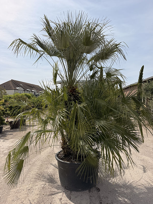 chamaerops-humilis