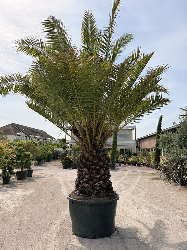 phoenix-des-canaries