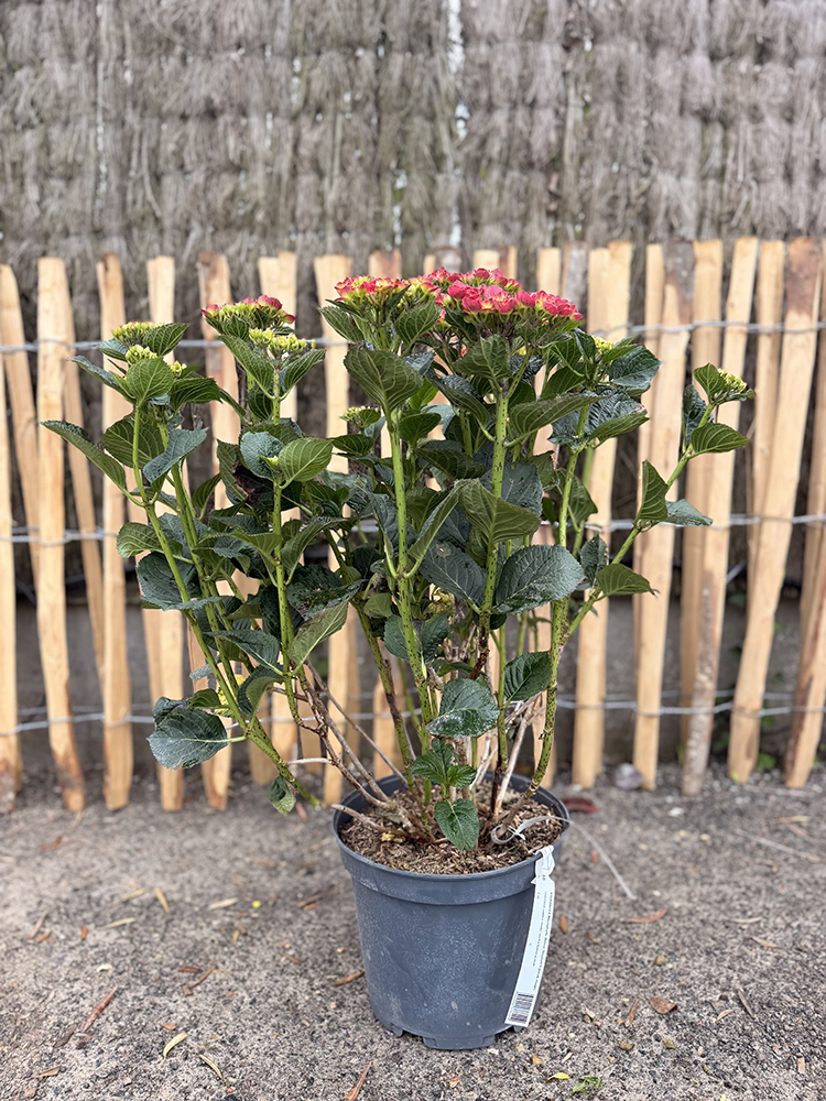 HORTENSIA BRUG