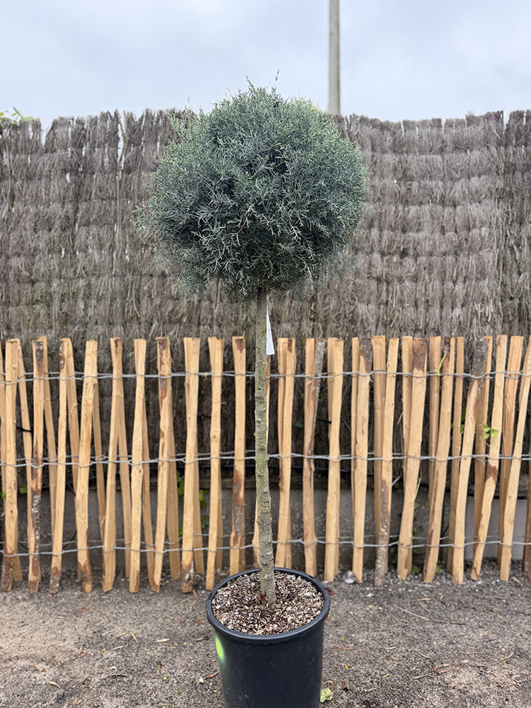 CUPRESSUS ARIZONICA FASTIGIATA DEMI TIGE