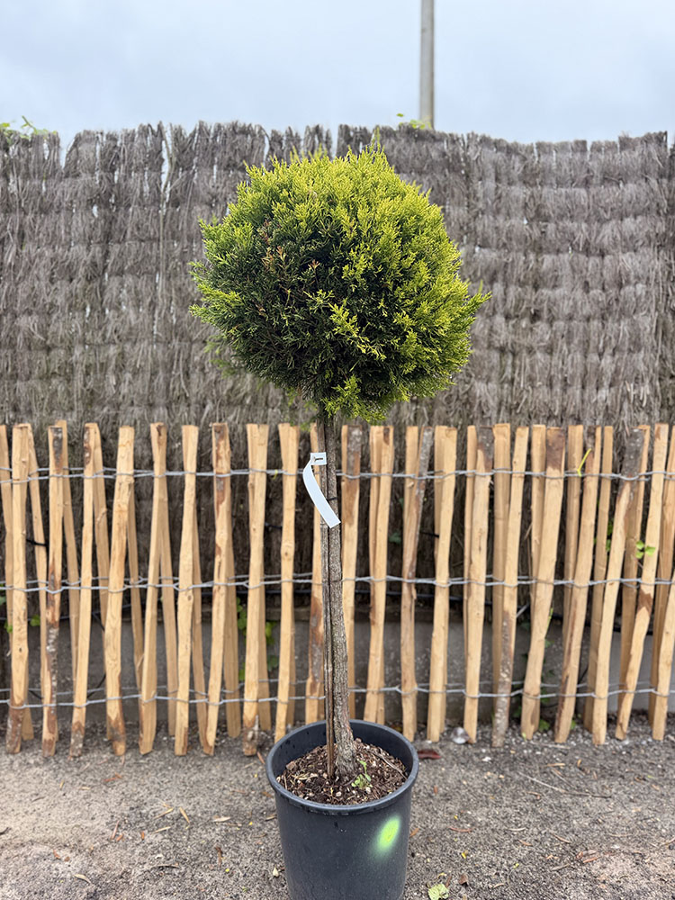 CUPRESSUS CASTLEWELLAN GOLD DEMI TIGE