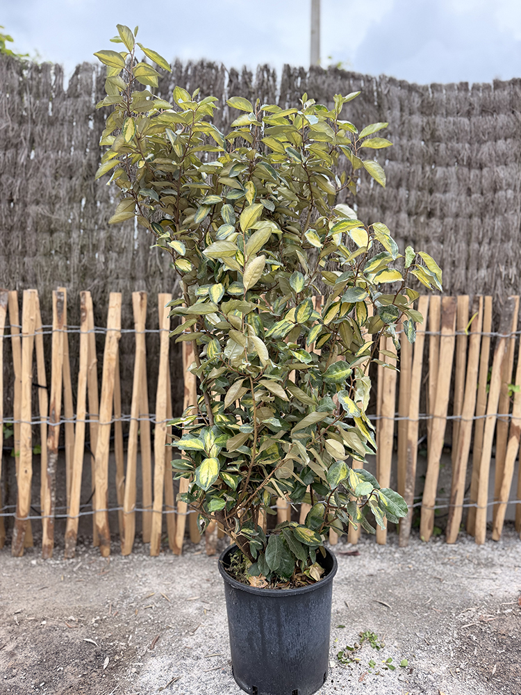 ELAEAGNUS EBBINGEI 