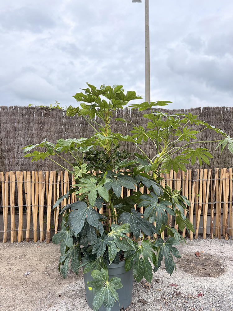 ARALIA DU JAPON