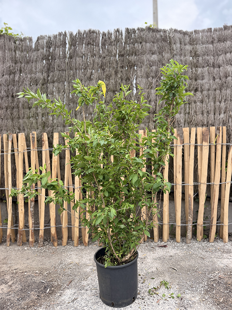MIMOSA DE PARIS