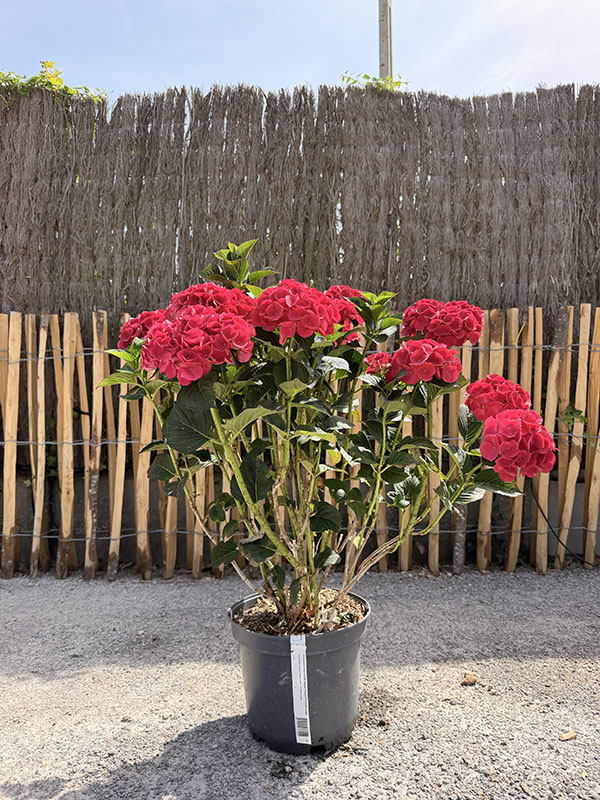 hortensia-macrophylla-brugg-rouge