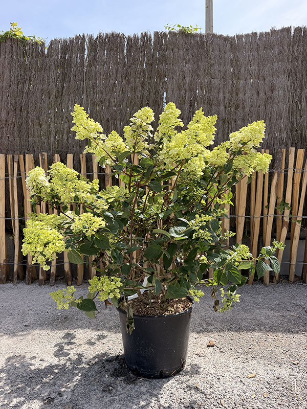 hortensia-panicule-fraise-melba