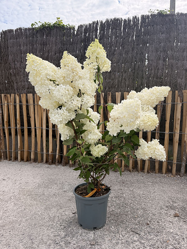 hortensia-panicule-vanille-fraise