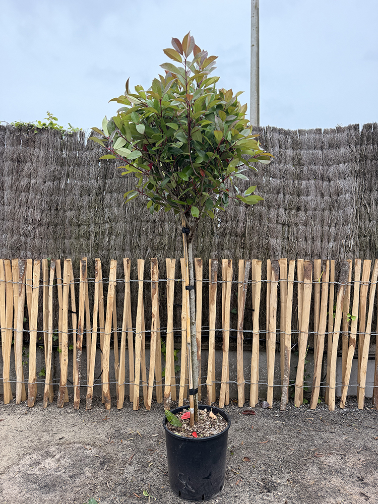 PHOTINIA RED ROBIN DEMI TIGE 