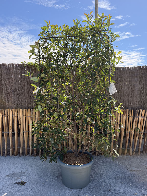 photinia-red-robin-palisse