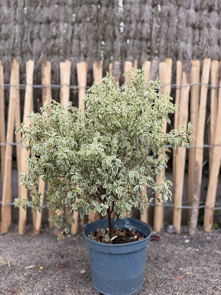 PITTOSPORUM TENUIFOLIUM ELISABETH