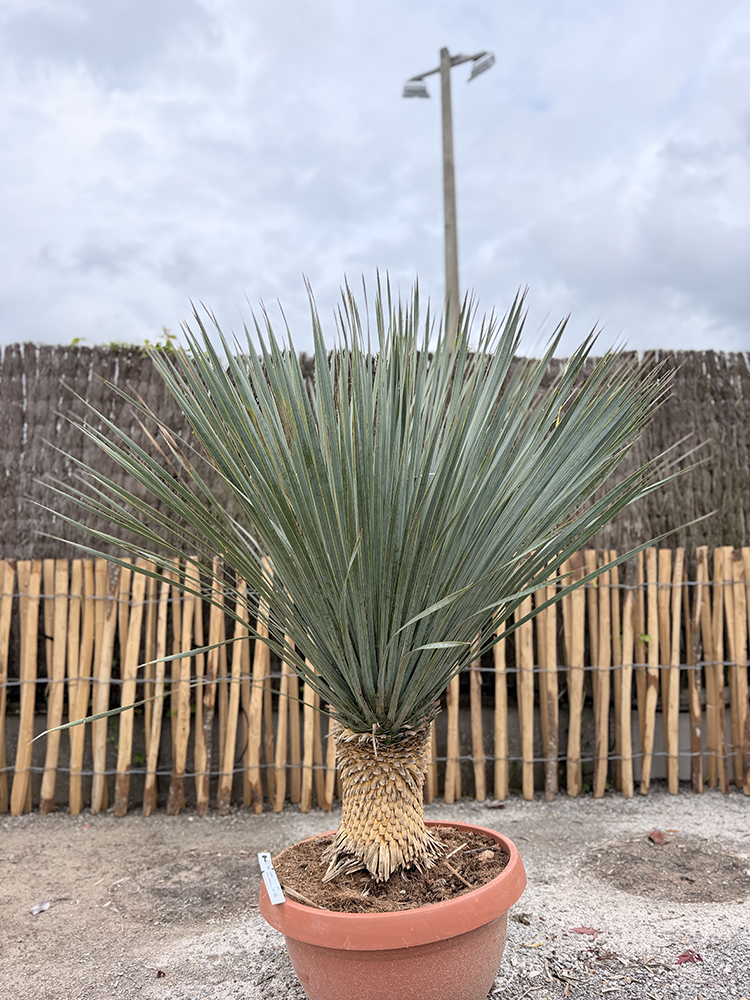 YUCCA BLEU